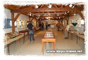 Museum d'histoires naturelles