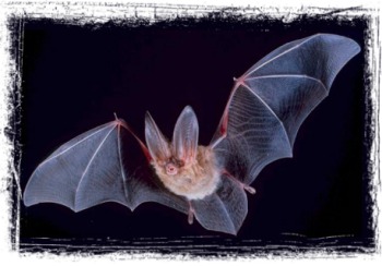 Espace Chiropt&egrave;res